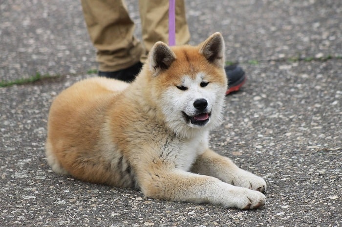 Chó Akita Cực Kỳ Kiểm Soát và Độc Lập
