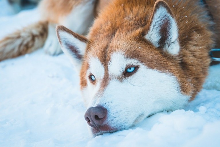 Cách Ít Người Biết Để Nhận Biết Chó Husky Ngáo Chuẩn