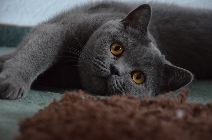 Đặc Điểm Ngoại Hình Mèo British Shorthair