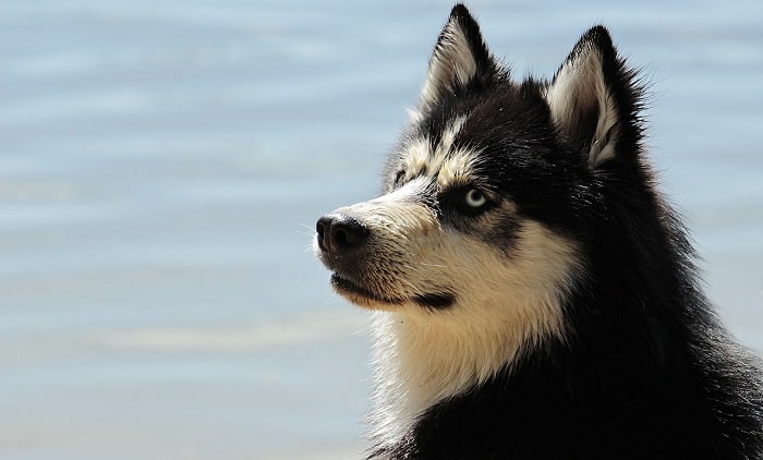 Điều kiện khí hậu Phù Hợp Với Chó Husky