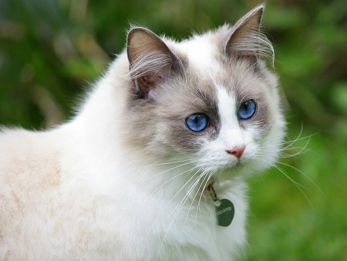 Khám phá về Mèo Ragdoll – Gã khổng lồ cực kì xinh đẹp
