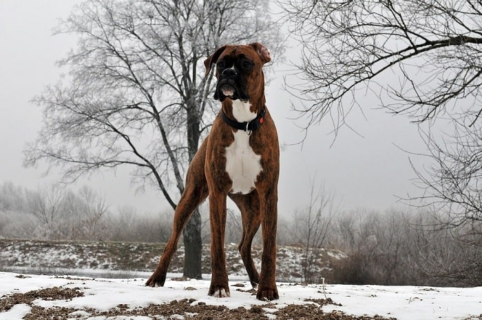 Chó Võ Sĩ Boxer