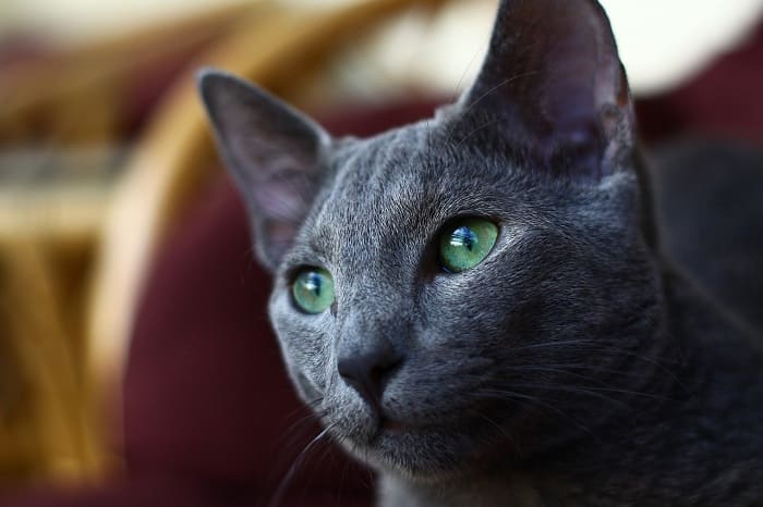 Mèo Nga Mắt Xanh Russian Blue