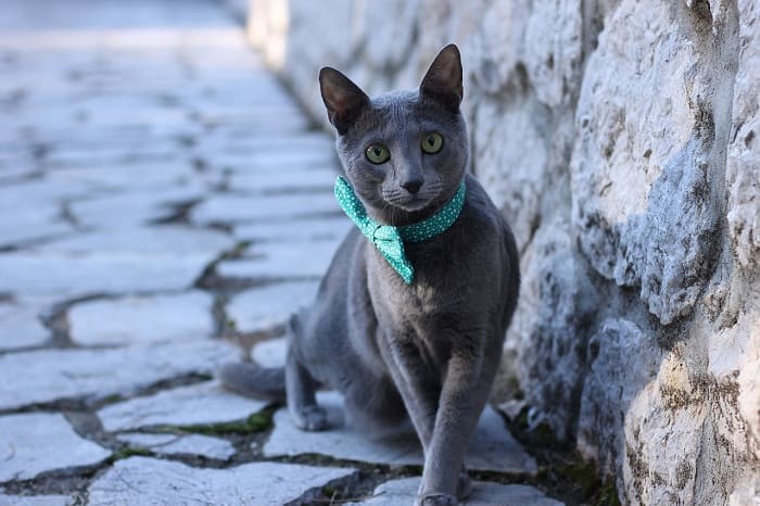 tinh cach meo Russian Blue