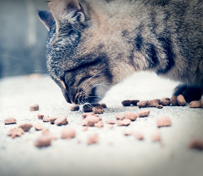 thức ăn khô cho mèo loại nào tốt