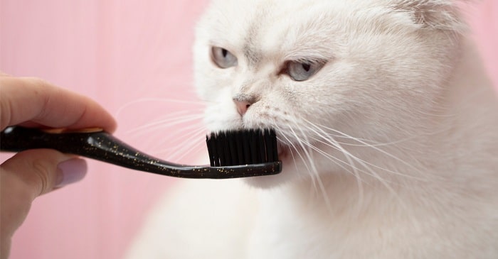 chọn bàn chải và kem đánh răng cho mèo