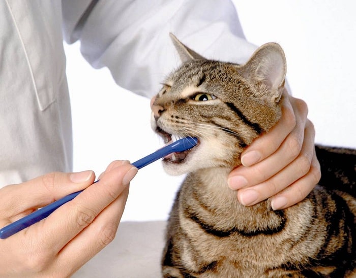 hướng dẫn cách đánh răng cho mèo