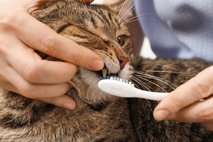 lưu ý khi chăm sóc răng miệng cho mèo