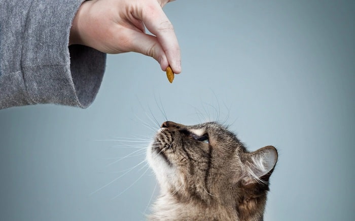 6 Cách Nhanh Nhất Để Huấn Luyện Mèo - Gia Đình Pet
