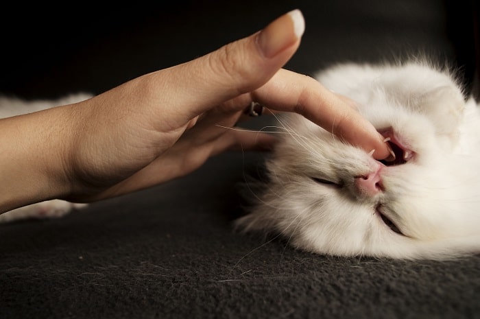 Những Cách Xử Lý Nhanh Nhất Khi Bị Mèo Cào - Gia Đình Pet