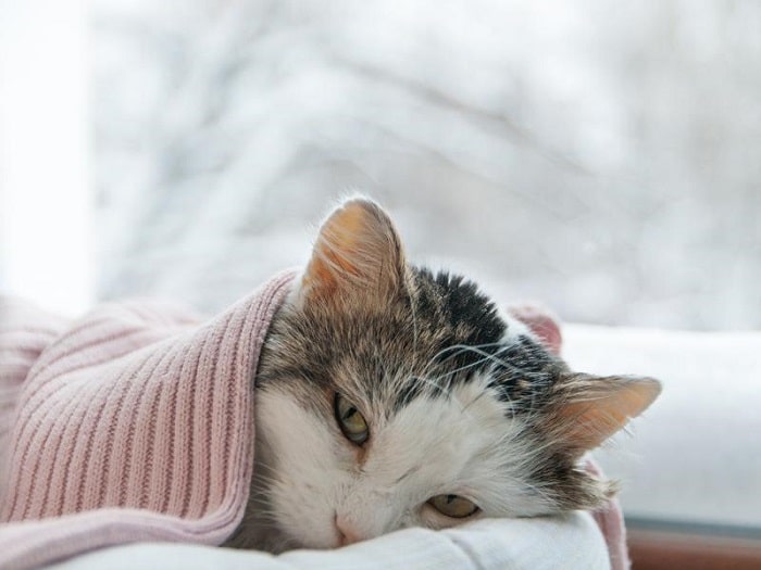 mèo bị cảm lạnh