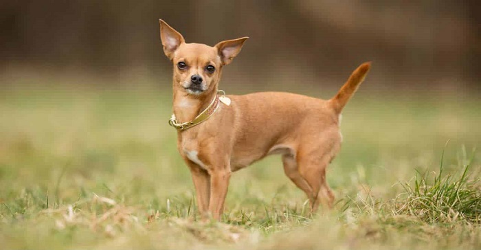 Chó Teacup Chihuahua