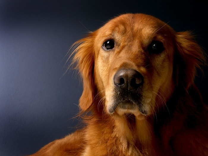 Chế Độ Ăn Uống Của Chó Golden Retriever