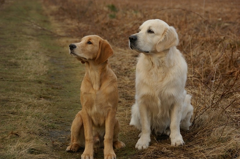 Làm Thế Nào Để Chọn Giá Chó Golden Retriever Chuẩn