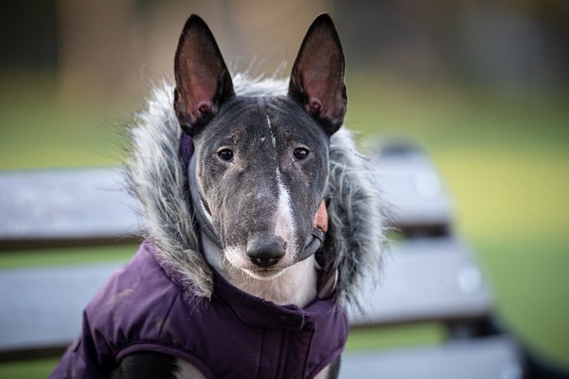 Bật Mí Bí Mật Sự Thật Đằng Sau Chó Sục Bò Bull Terrier