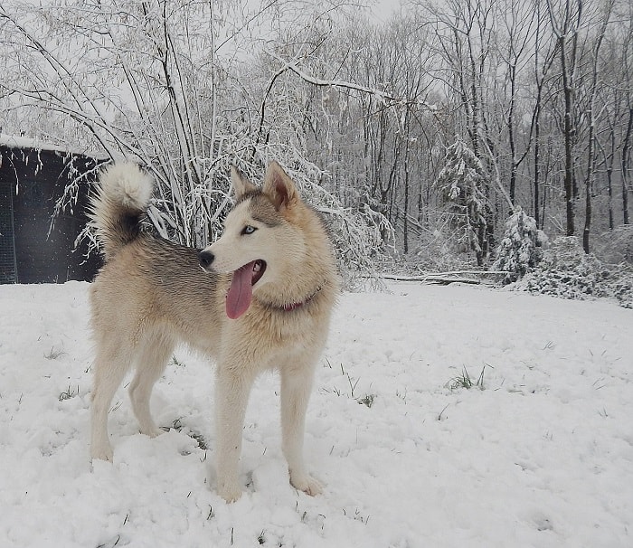 Alaska loài chó đẹp nhất Thế Giới