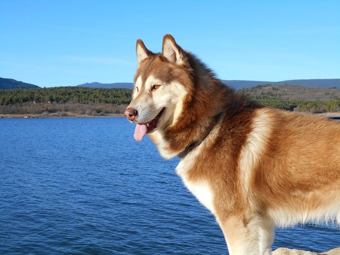 Đặc điểm tính cách của chú chó đẹp nhất Thế Giới Husky