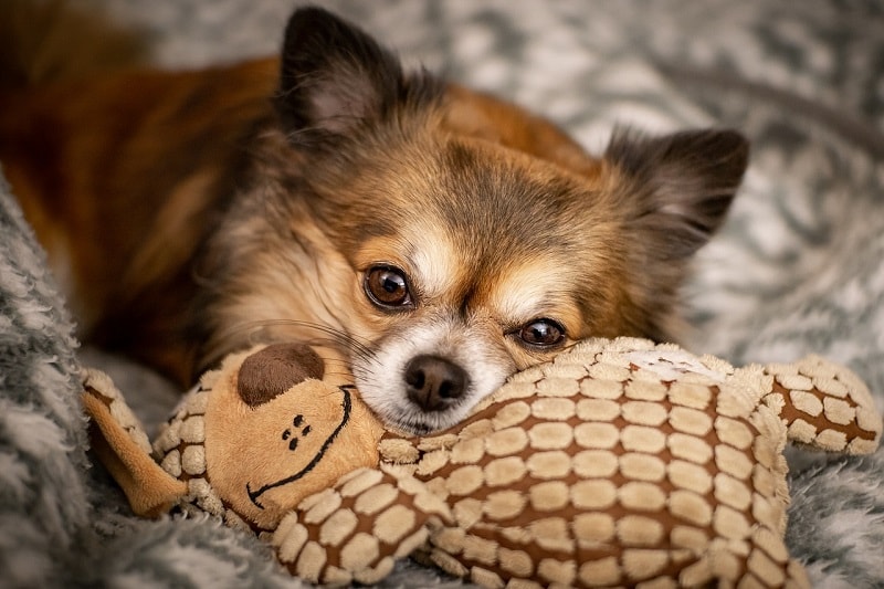 Giá Chó Chihuahua