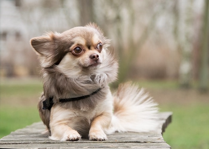 Giá Chó Chihuahua Nhập Khẩu Từ Châu Âu