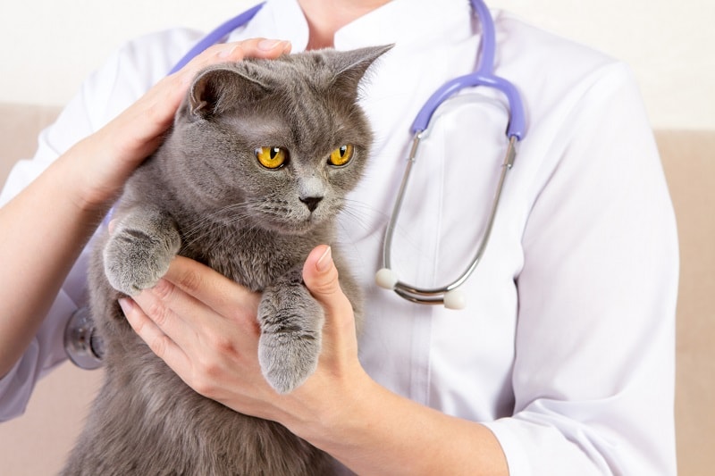 bệnh giảm bạch cầu ở mèo
