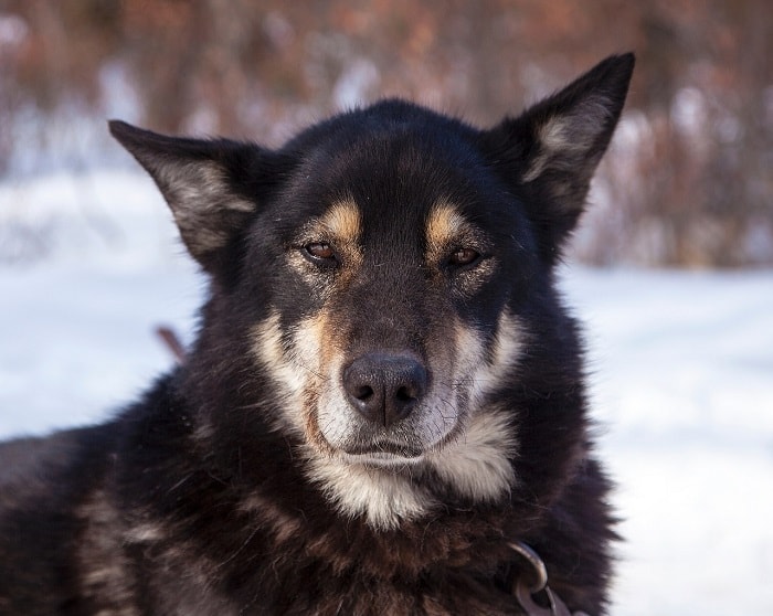 Lịch sử ra đời của loài chó Alaska