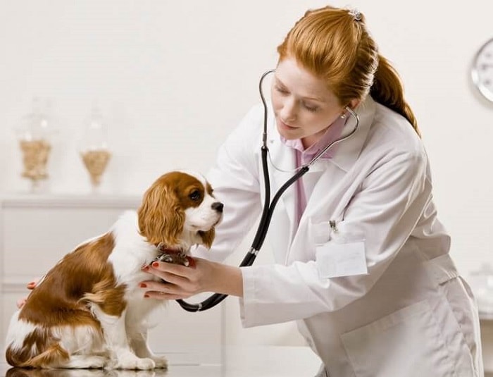 Thuốc Tẩy Giun Cho Chó Được Bác Sĩ Thú Y Khuyên Dùng
