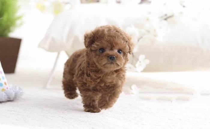 Tiny Poodle