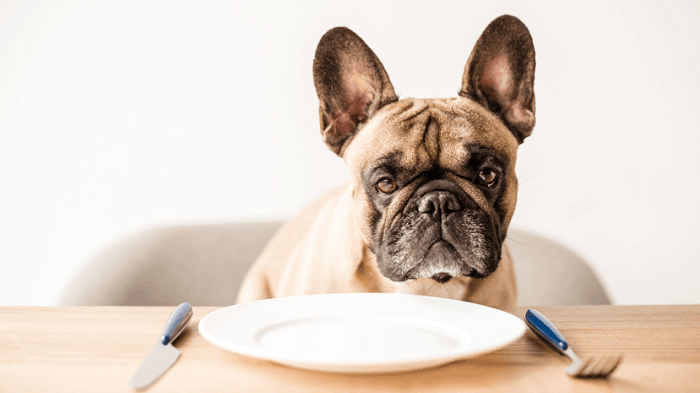 Những Loại Thực Phẩm Không Cho Chó Bulldog Ăn