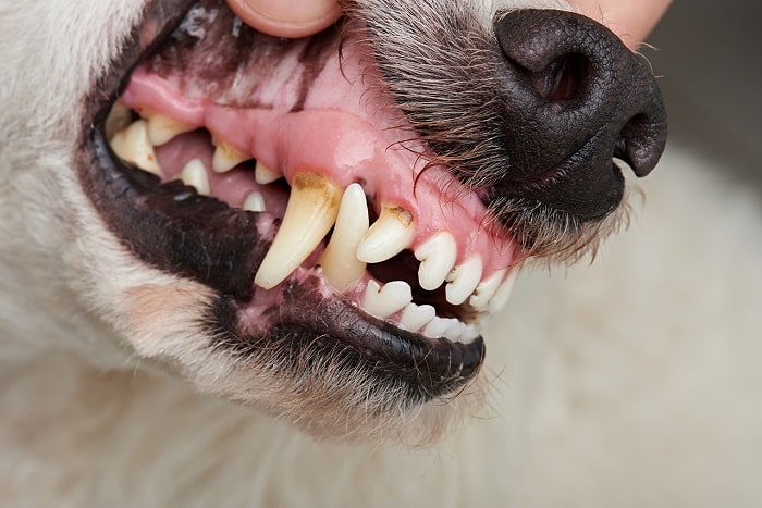 Bệnh răng miệng ở chó