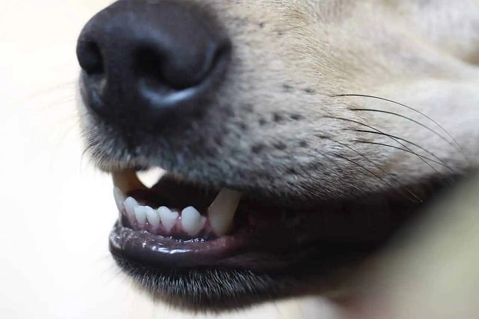 Mọc Răng Chó: Quá trình mọc răng chó không chỉ là một khâu quan trọng trong quá trình phát triển của chúng mà còn là thời điểm mà chúng ta nên kiểm tra và chăm sóc cho răng của thú cưng. Hãy kiểm tra ngay bằng việc xem hình ảnh về quá trình mọc răng chó này.
