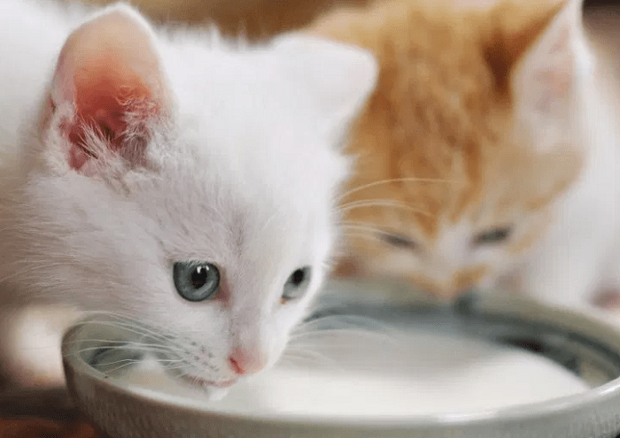 Cách pha sữa cho mèo