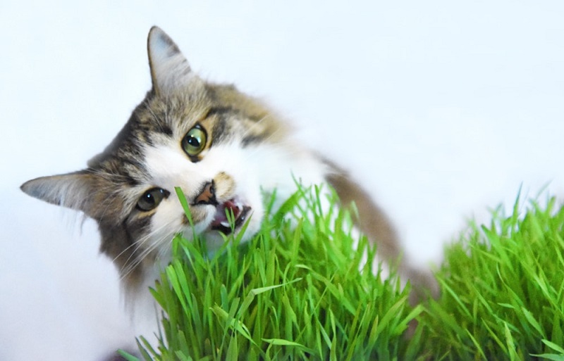 cỏ lúa mì cho mèo