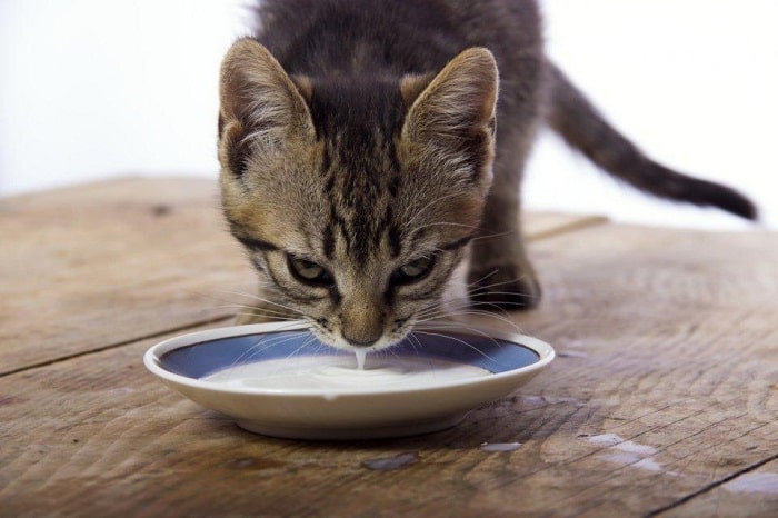 Những Loại Sữa Không Nên Cho Mèo Uống