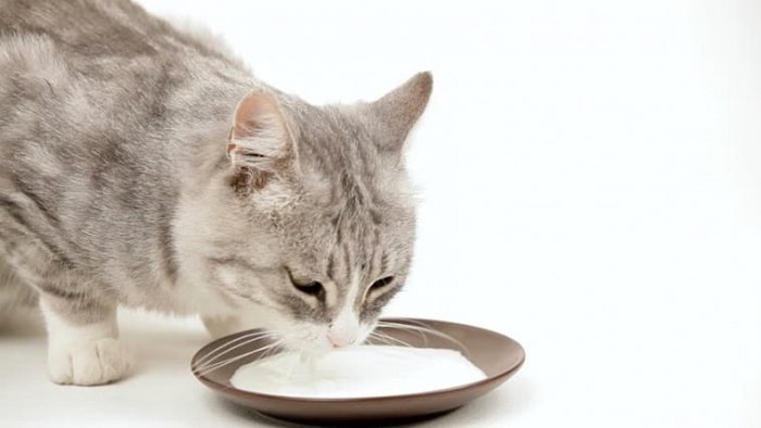 Mèo Uống Sữa Gì Và Không Nên Uống Sữa Gì Để Có Hại