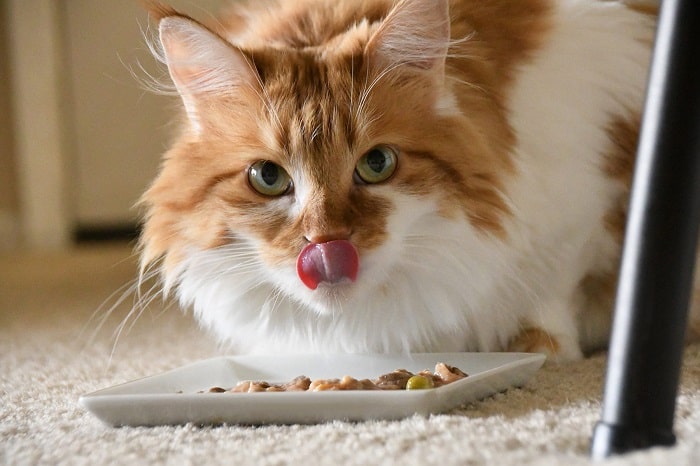 Cho Mèo Ăn Pate Như Nào Là Hợp Lý Đúng Cách