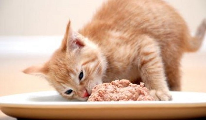Cho Mèo Ăn Nhiều Pate Có Tốt Không?