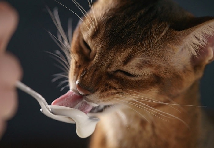 Cho Mèo Ăn Sữa Chua Như Nào Là Đúng