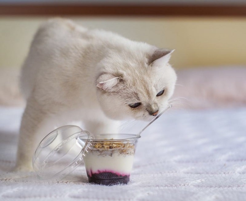 mèo có ăn được sữa chua hay không