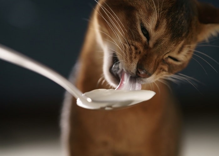 Sữa Chua Có Tốt Cho Sức Khỏe Của Mèo Không