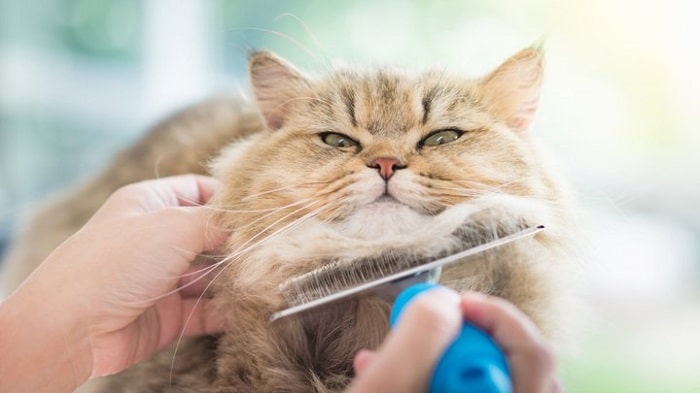 Cách chải mèo lông dài
