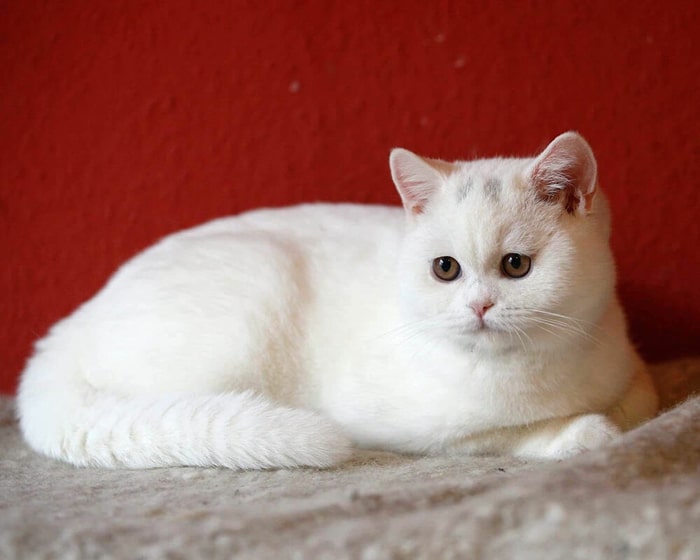 Mèo anh lông ngắn màu trắng