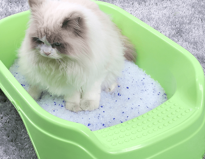 Lưu Ý Khi Sử Dụng Cát Thủy Tinh Cho Mèo