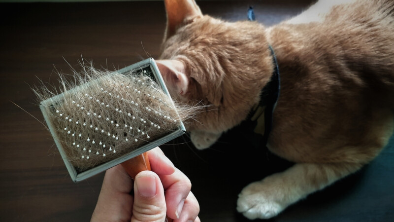 6 Tips to Clean Cat Hair for Your Home